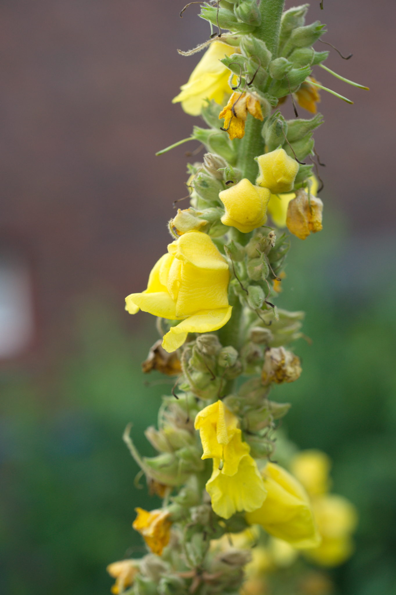 20210721  Gruen(t)raumHeimfeld 034